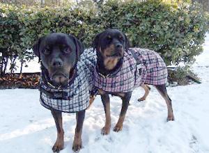 Foggy Mountain Doxie Cut Fleece Snuggler Dog Coat, Assorted Patterns