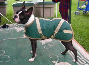 Foggy Mountain IGGY Nylon Dog Coat, Assorted Patterns, 15-in