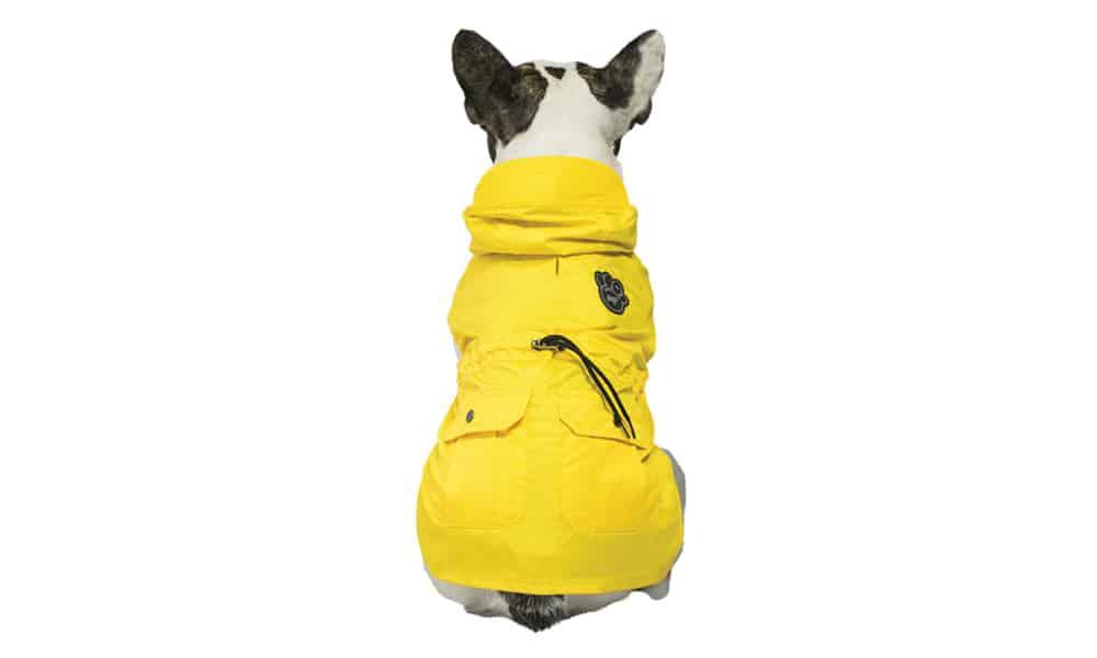 Canada Pooch West Coastal Dog Raincoat, Yellow, 20-in
