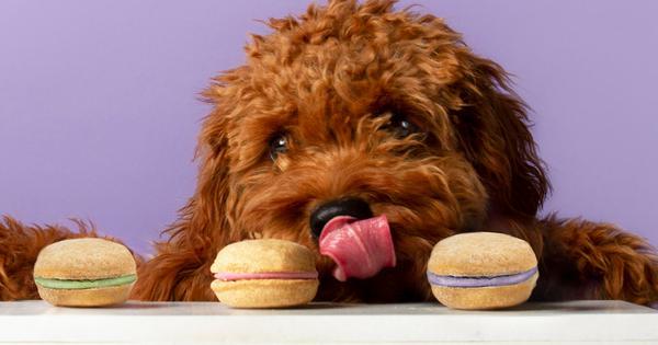 Bonne et Filou Lavender French Macarons Dog Treats