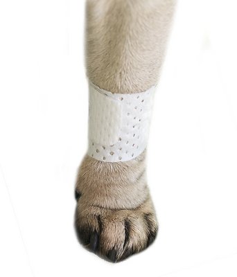 PawFlex Basic Disposable Dog Bandage, Large