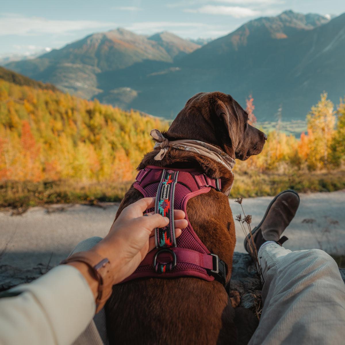 Wilderdog Dog Harness, Huckleberry