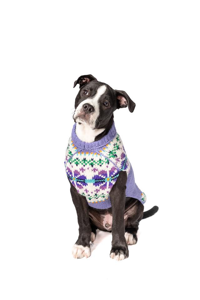 Chilly Dog Wool Dog Sweater, Lavender Flowers