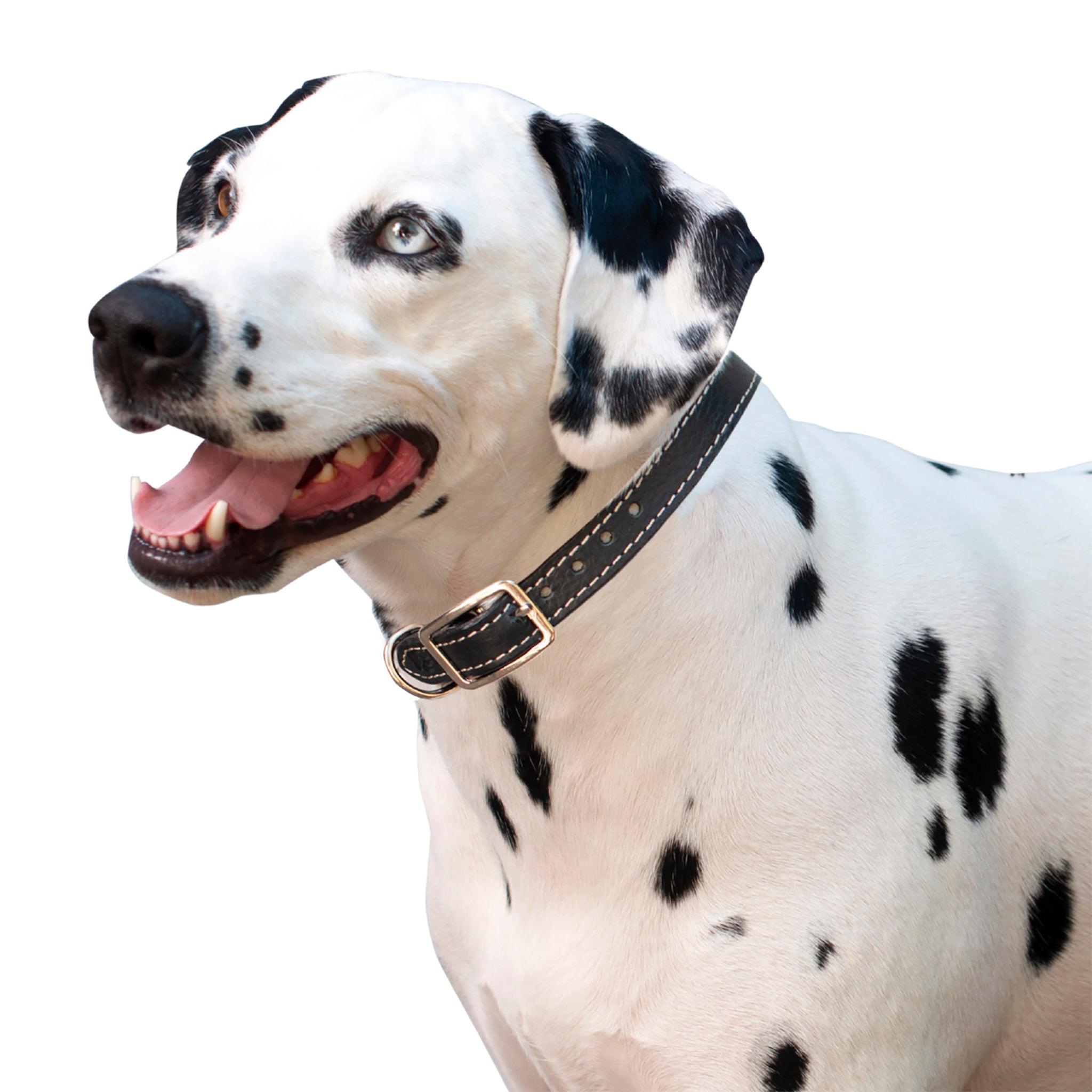 Shedrow K9 Richmond II Top Stitch Leather Dog Collar, Black