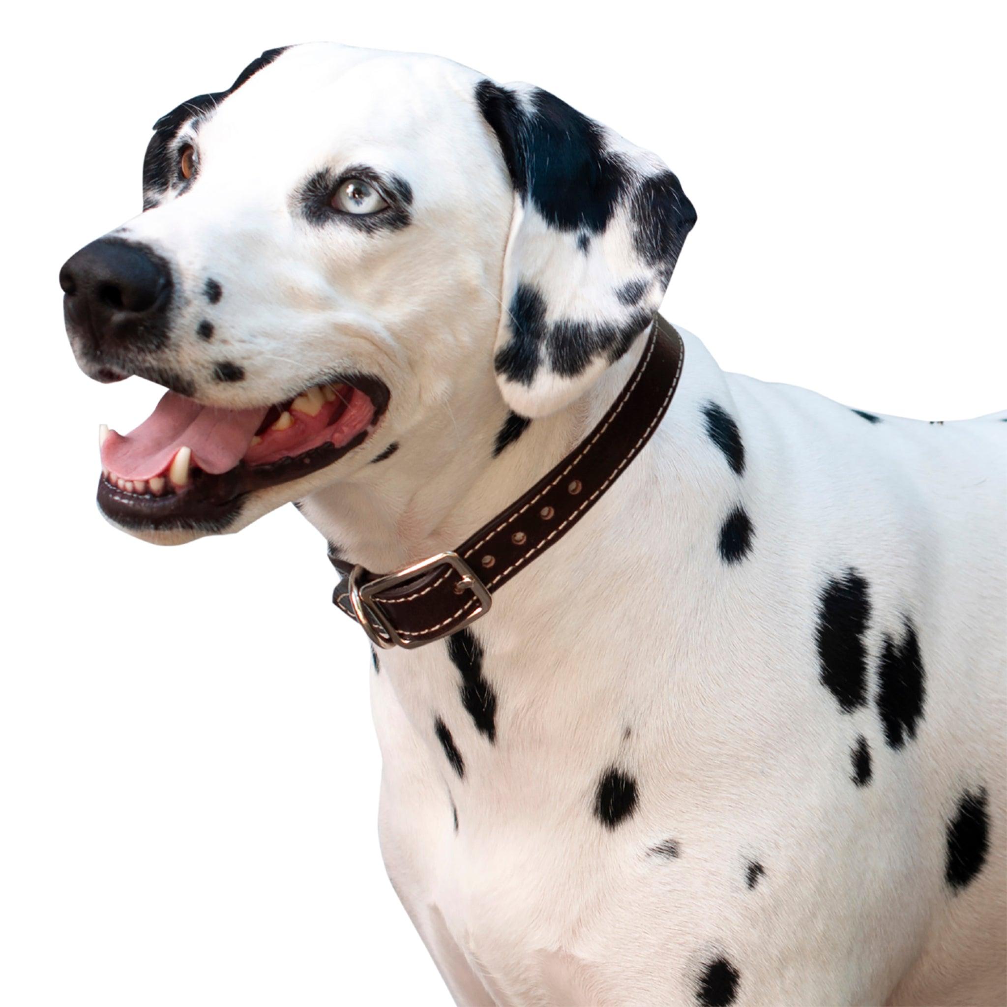 Shedrow K9 Richmond II Top Stitch Leather Dog Collar, Brown