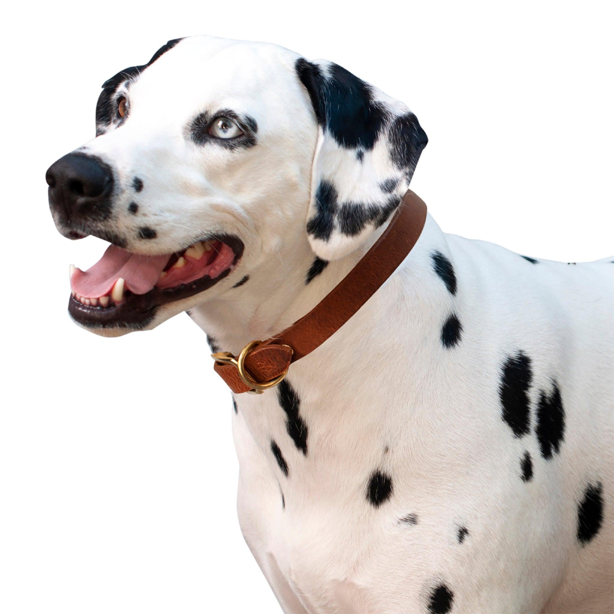 Shedrow K9 Bristol II Flat Leather Dog Collar, Tan