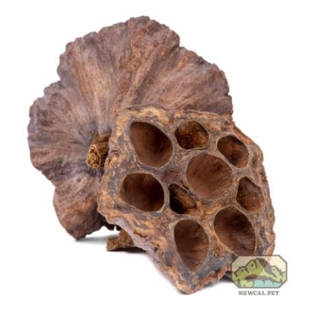 Newcal Pet Lotus Pods for Terrariums or Aquariums, 3-pk