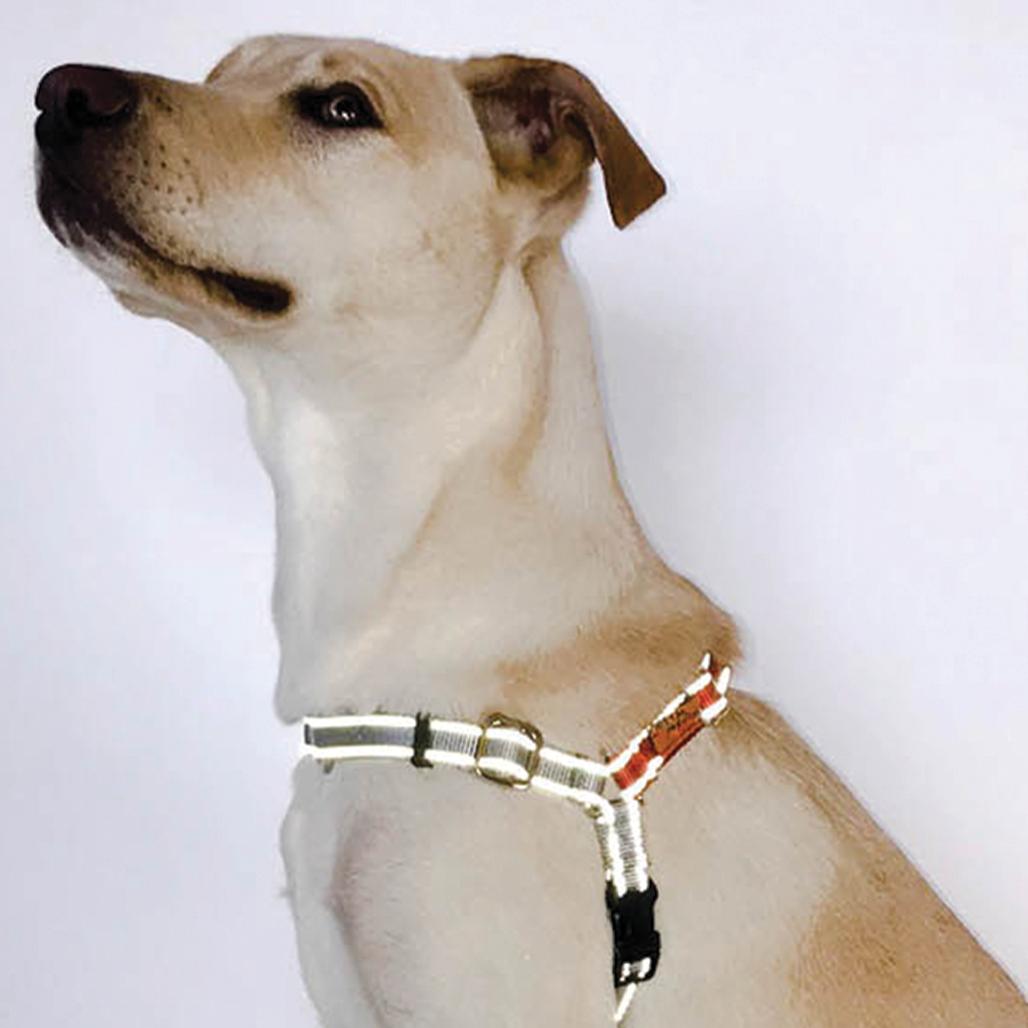 Dolan's Dog Doodads Wonder Walker Body Halter Dog Harness, Flash Reflective Teal, Medium, 1-in
