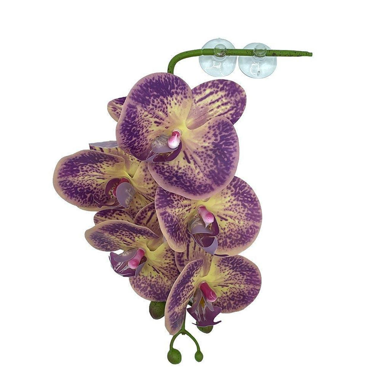 Pangea Hanging Orchid Terrarium Decoration, Purple/Yellow