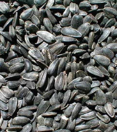 Ernst Grain & Livestock Grain Non-GMO Black Oil Sunflowers Bird & Wildlife Feed