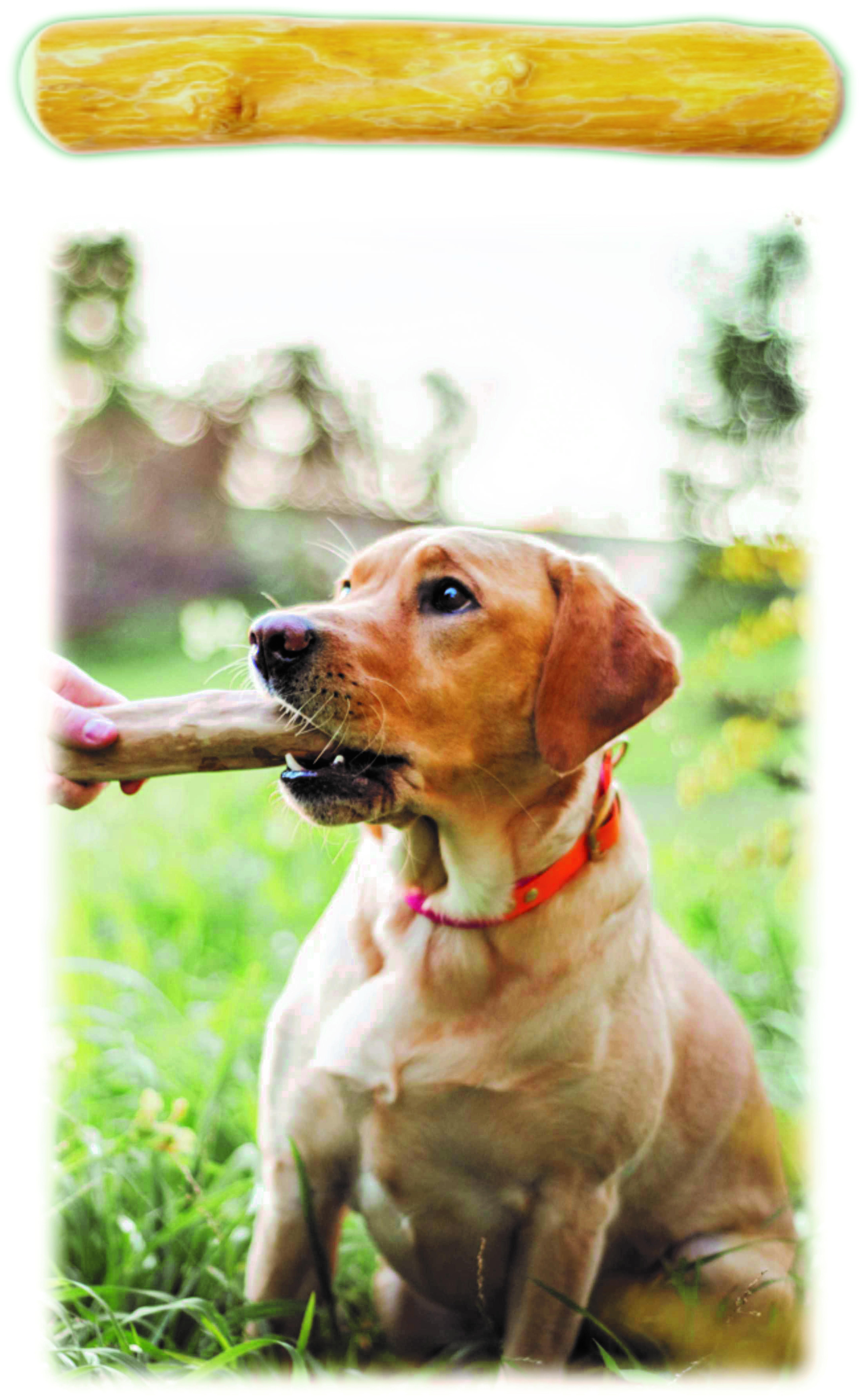 Indipets Coffee Wood Chew Dog Toy, Medium