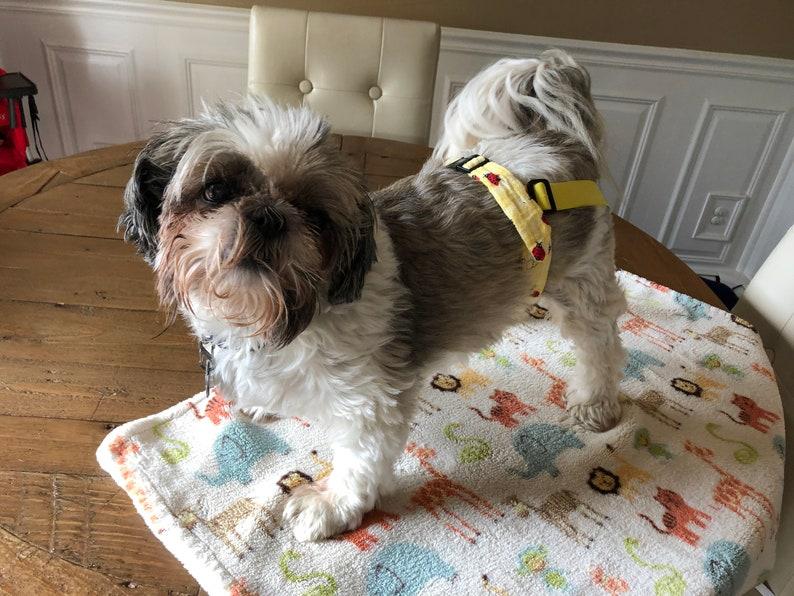 Whiskers 'n Paws Female Dog Belly Band Wraps, Large