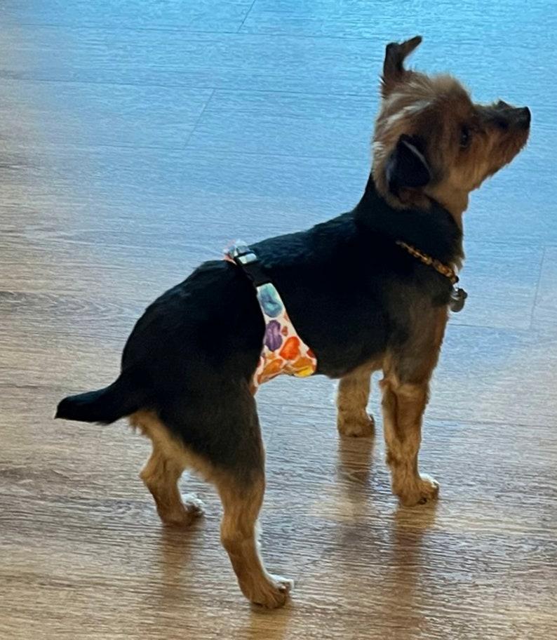 Whiskers 'n Paws Male Dog Belly Band Wraps, X-Small