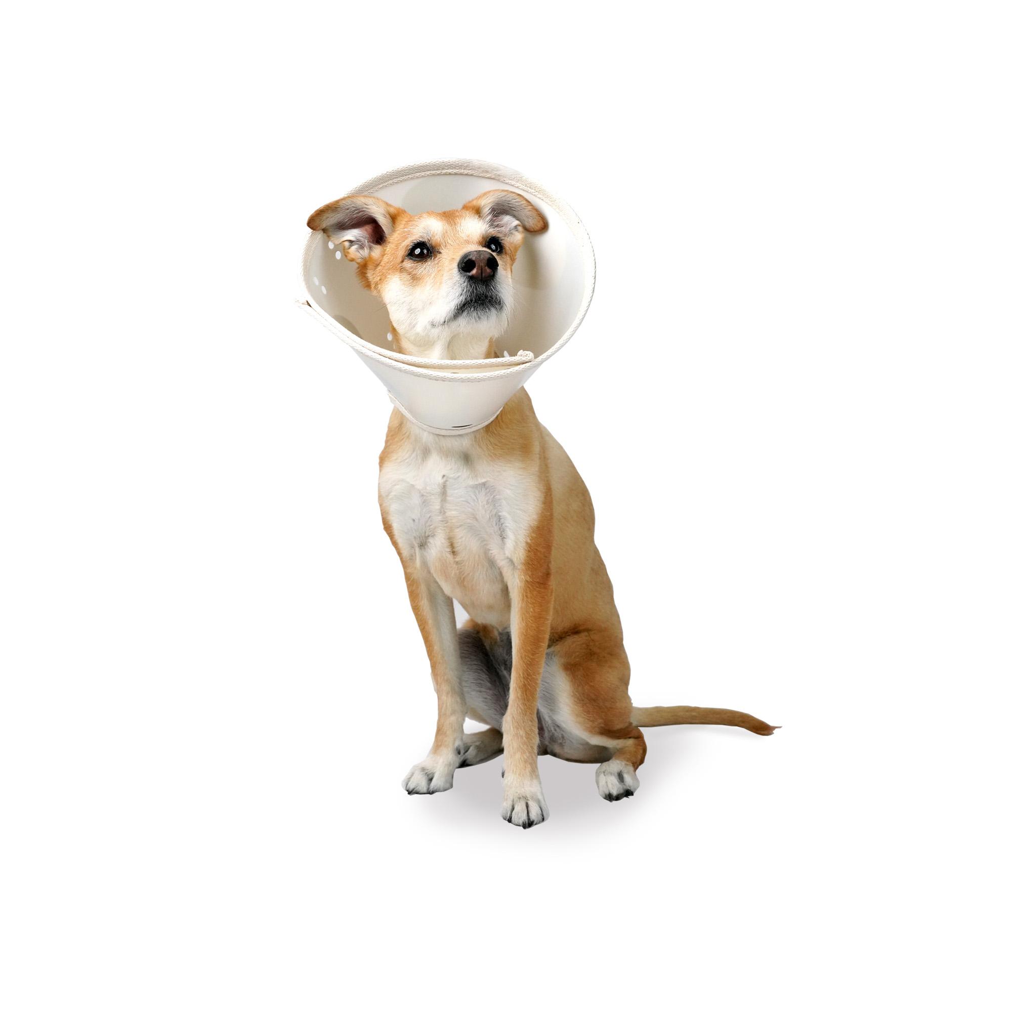 Calm Paws Earth Collar Recovery Collar for Dogs, Small