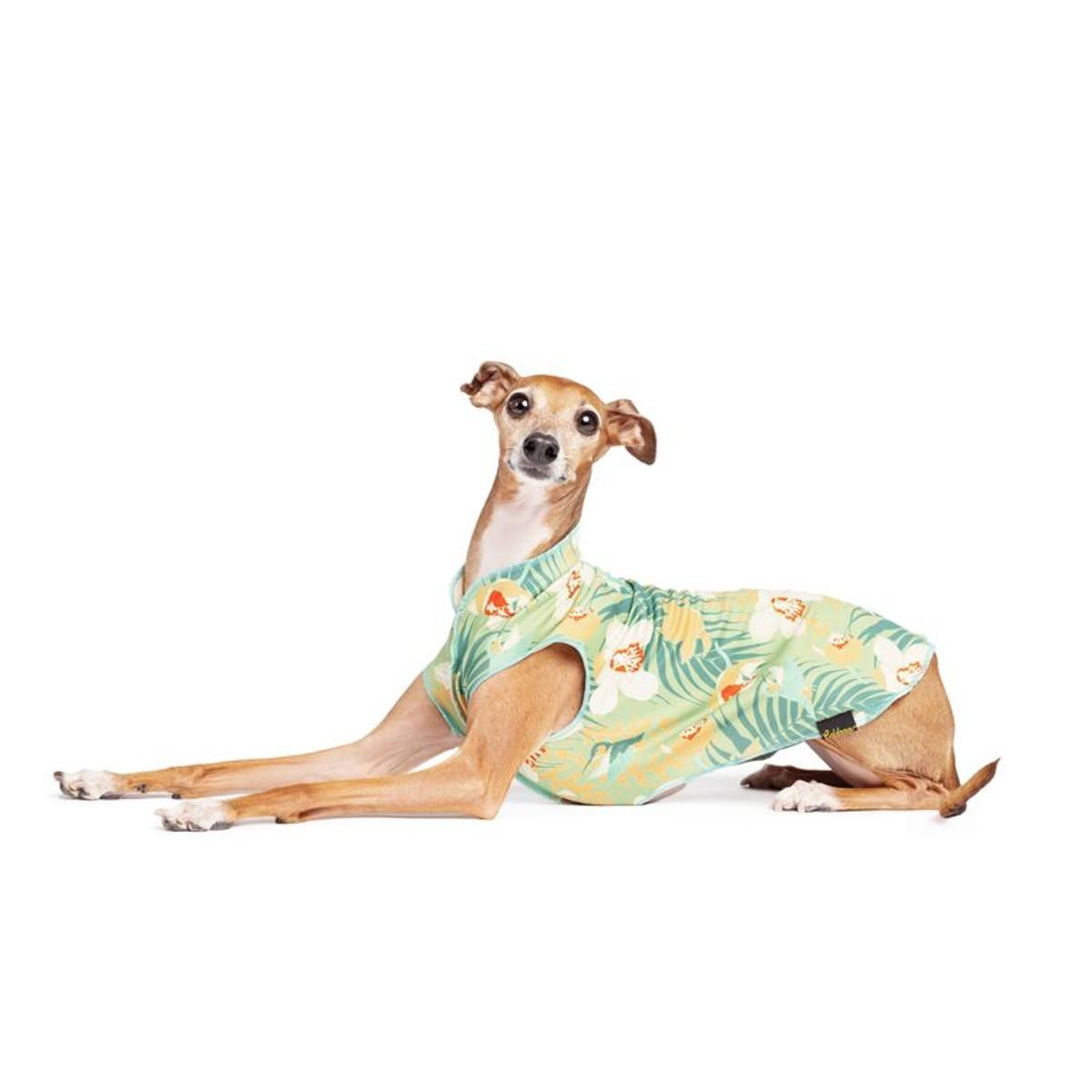 Goldpaw Series Limited Edition Sun Shield Dog Tee, Hummingbird Jungle, 12