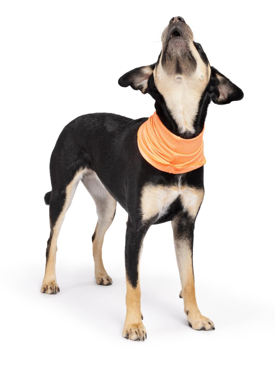 Goldpaw Series Sun Shield Dog Snood, Neon, Small