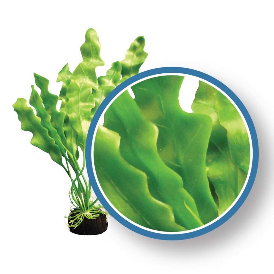 Weco Freshwater Pro Series Amazon Ruffled Sword Aquarium Plant, Green, 9-in