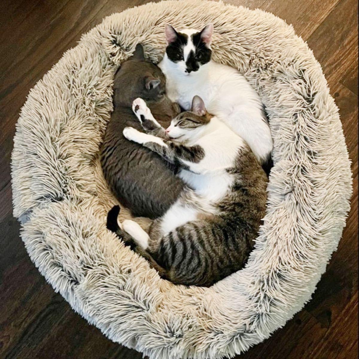 Tall Tails Dream Chaser Cuddle Donut Dog & Cat Bed, Frosted Khaki