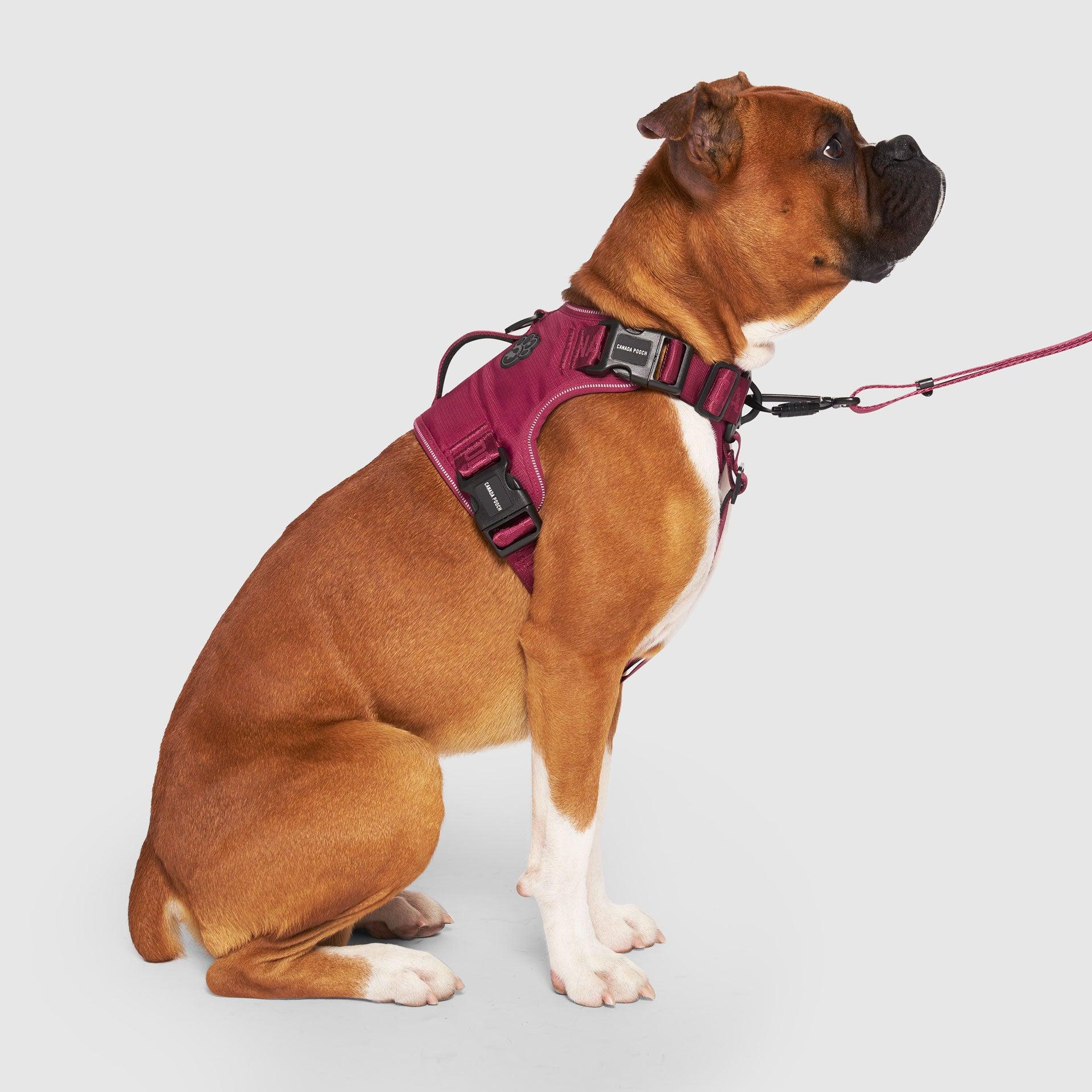 Canada Pooch Complete Control Dog Harness, Plum, XX-Large