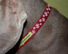 Lodi and Lewi Dog Collar, Flurry