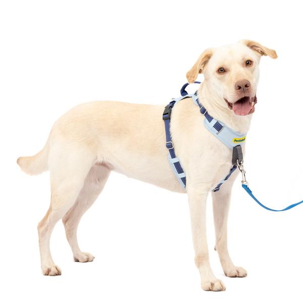 PetSafe Easy Walk Comfort No-Pull Harness, Blue, Large