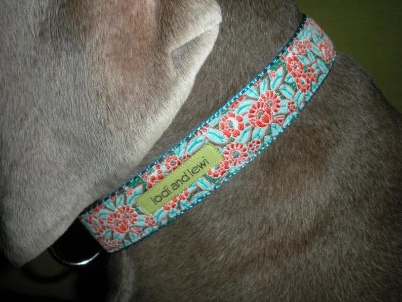 Lodi and Lewi Dog Collar, Rhody Orange & Aqua, 1-in x 12-20-in