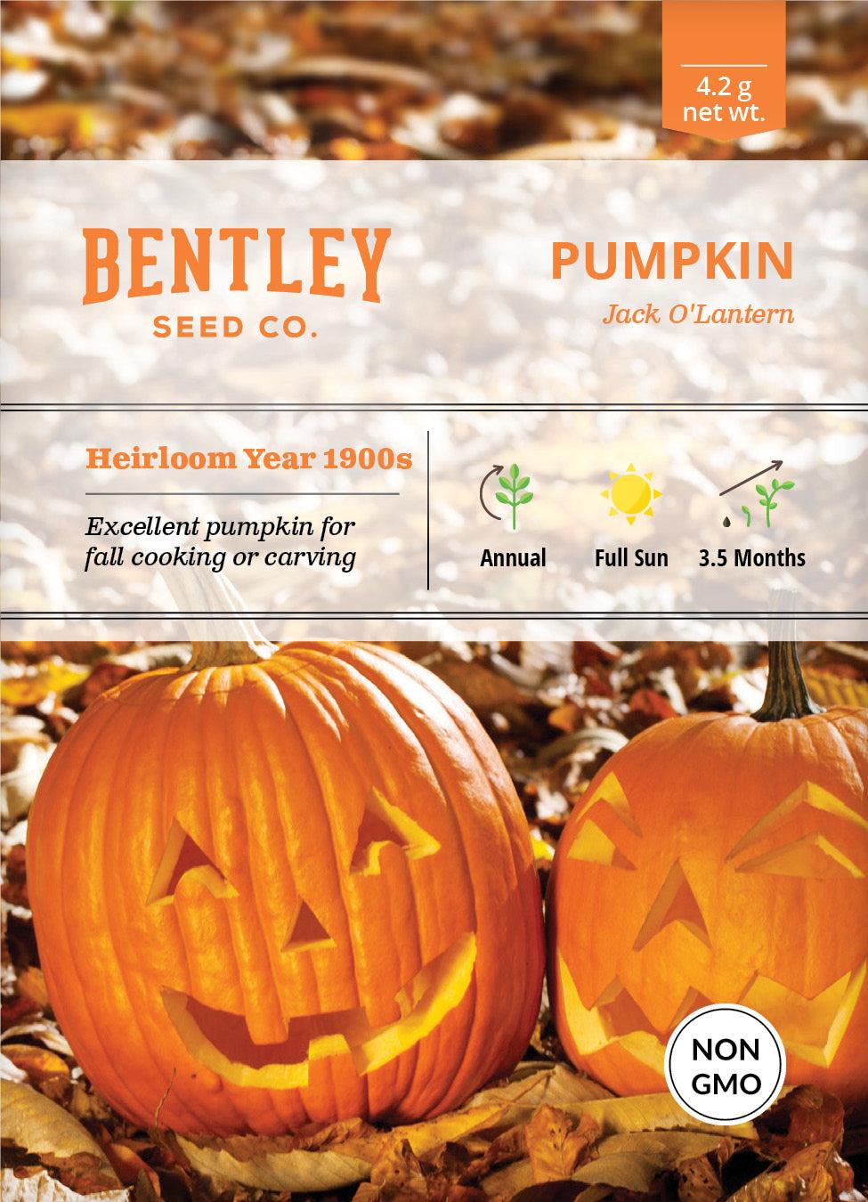 Bentley Seed Co. Pumpkin Jack O' Lantern Seed Packets, 4.2-gram