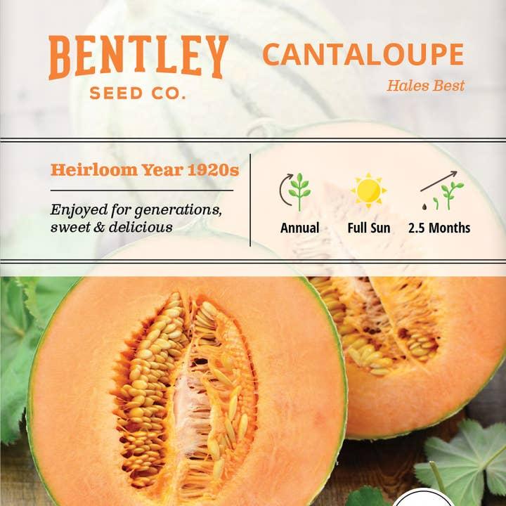 Bentley Seed Co. Cantaloupe Hales Best Seed Packets, Jumbo, 1.2-gram