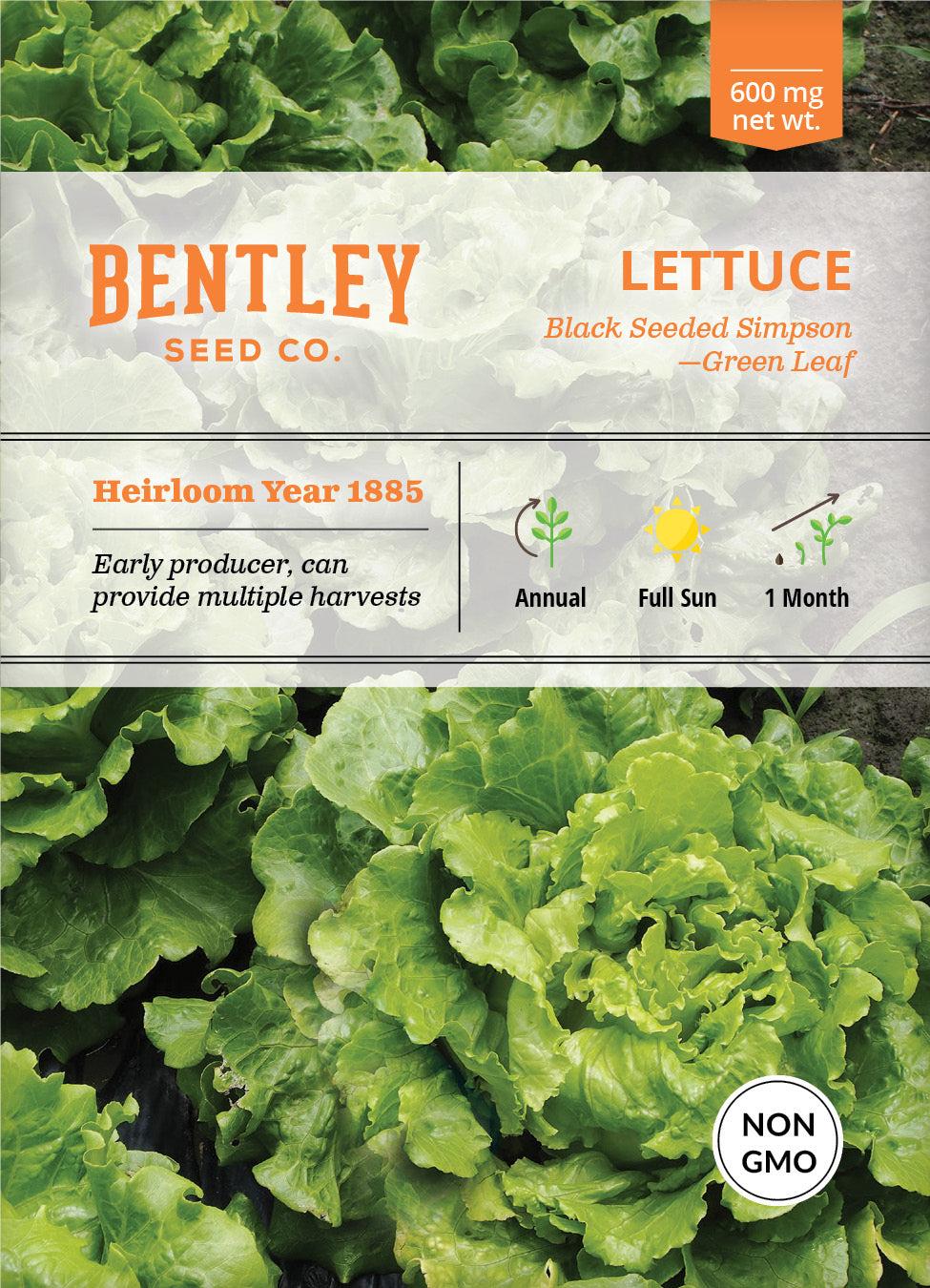 Bentley Seed Co. Lettuce Simpson's Curled Seed Packets, 600-mg