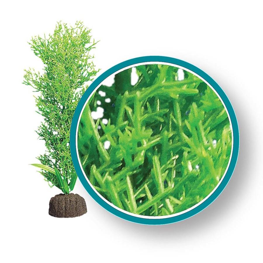 Weco Bushy Kelp Aquarium Plant, Green, 12-in