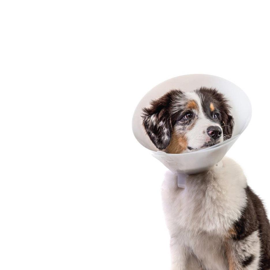 Pivetal Baxter Clear Dog E-Collar