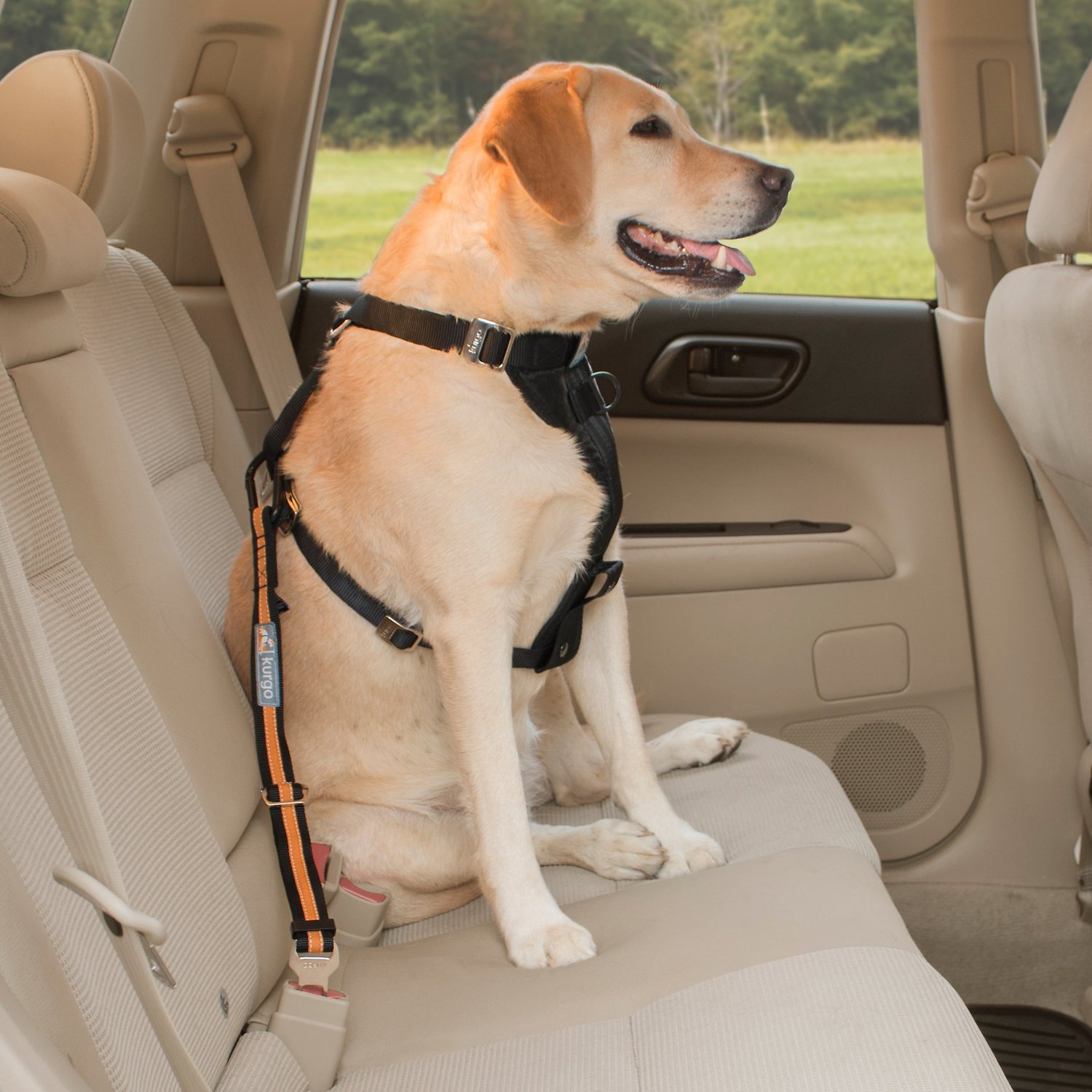 Kurgo - Attache Ceinture de Sécurité Voiture Tether pour Chien - Orange