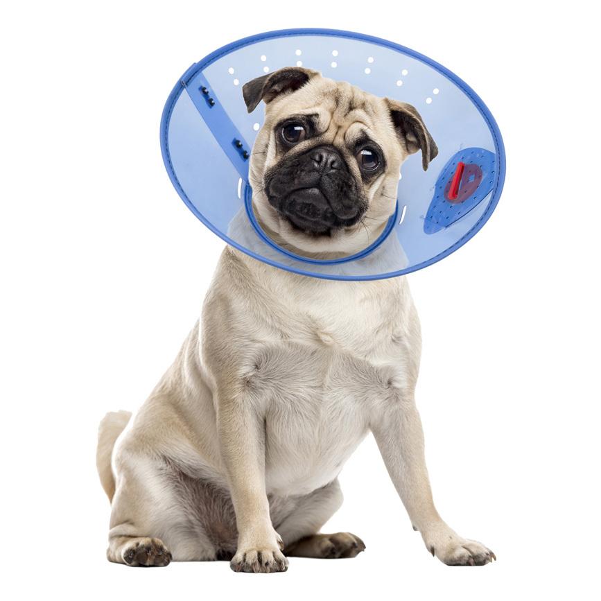 Calm Paws Calming Dog E-Collar