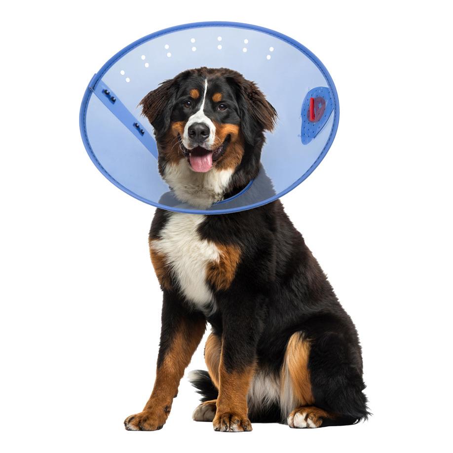 Calm Paws Calming Dog E-Collar, XX-Large