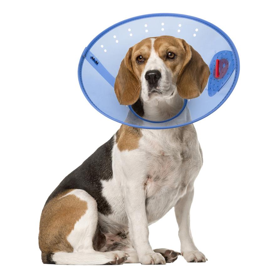 Calm Paws Calming Dog E-Collar, Medium
