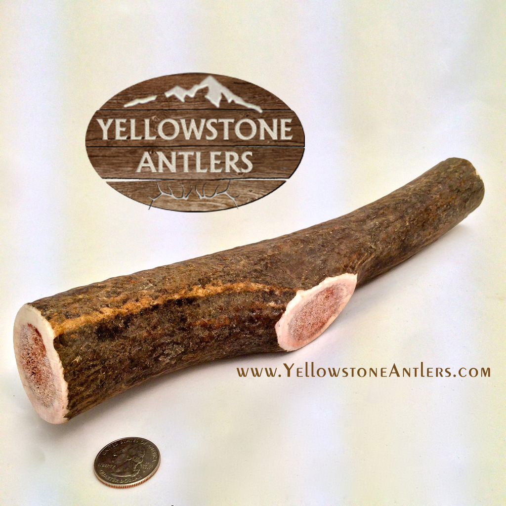 Yellowstone Antlers Premium Quality Giant Whole Elk Antler Dog Chews, 10-12in