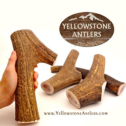 Yellowstone Antlers Premium Quality X-Large Whole Elk Antler Dog Chews, 8.5-10.5-in