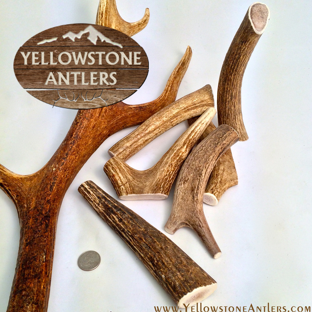 Yellowstone Antlers Premium Quality Medium Whole Elk Antler Dog Chews, 7-8-in, 2-pk