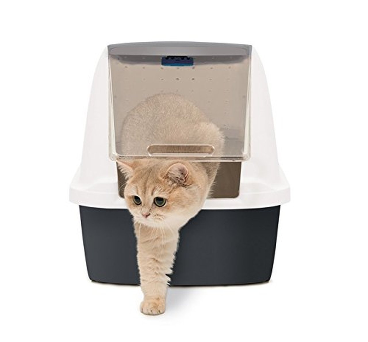 Petland Cat Litter 2025