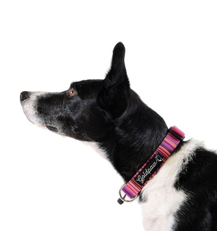 Goldpaw SwiftLock Dog Collar, Sunset, Medium