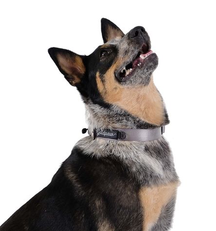 Goldpaw SwiftLock Dog Collar, Silver Grey, Medium