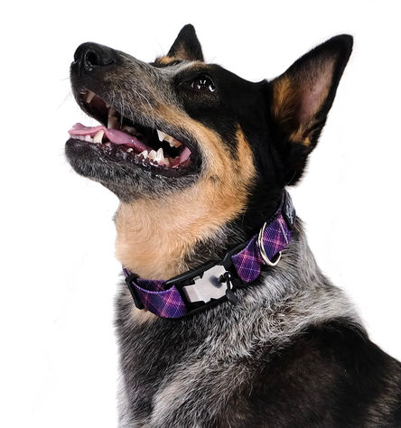Goldpaw SwiftLock Dog Collar, Mulberry Plaid, Medium
