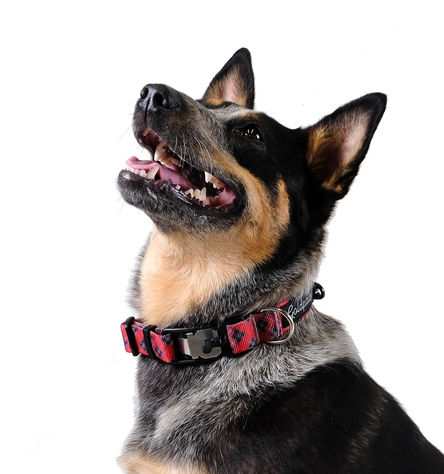 Goldpaw SwiftLock Dog Collar, Red Plaid, Small