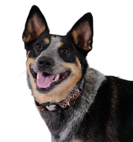 Goldpaw SwiftLock Dog Collar, Leopard, Small