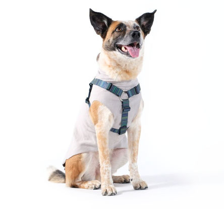 Goldpaw Step-in SwiftLock Dog Harness, Riverbed