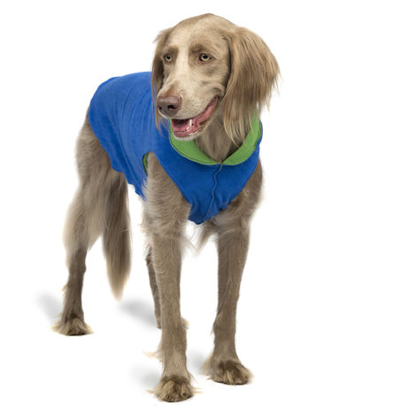 Goldpaw Duluth Double Fleece Dog Coat, Cobalt/Grass, 14