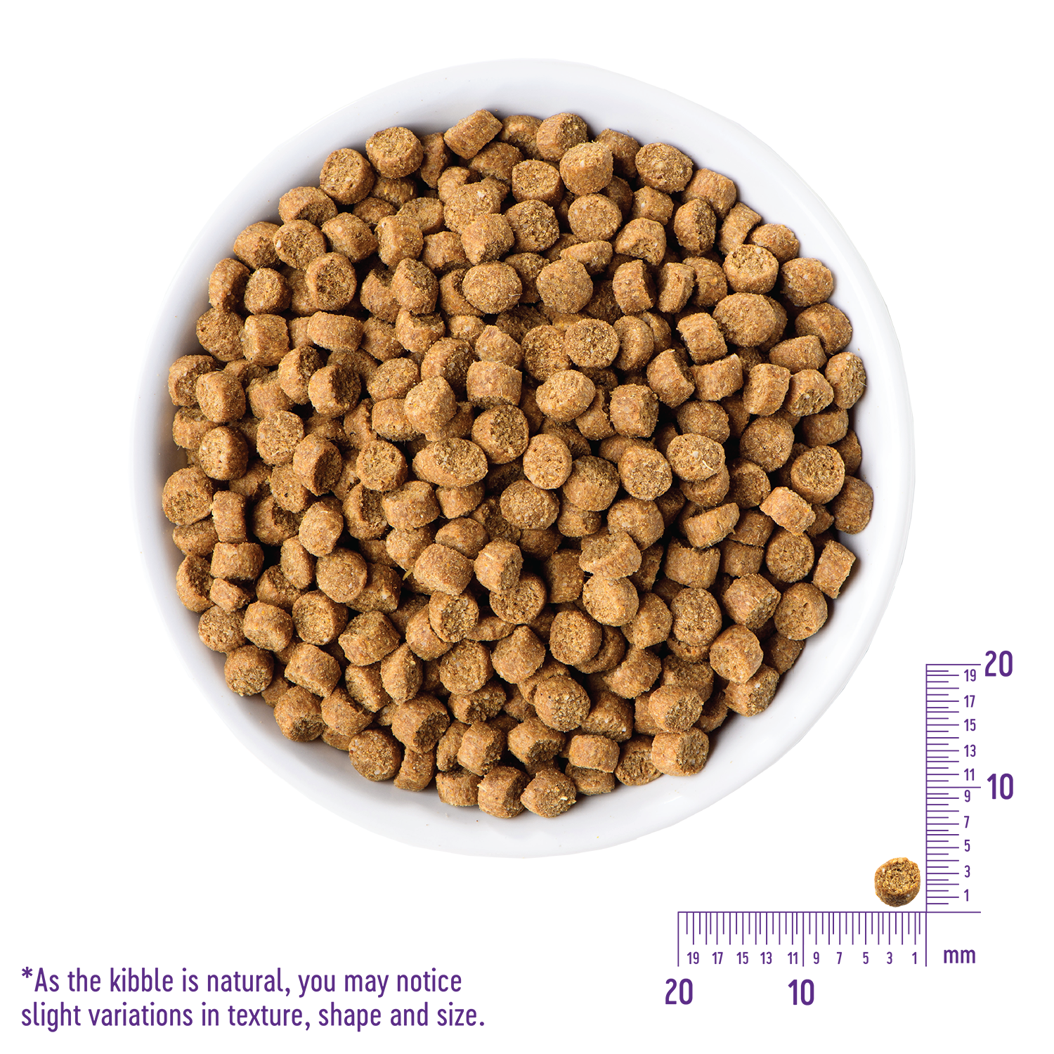 core small breed puppy