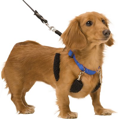 Sporn Training Dog Halter, Blue, Small