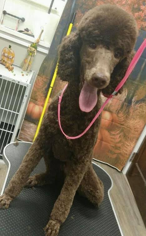 Poodle sitting on grooming table