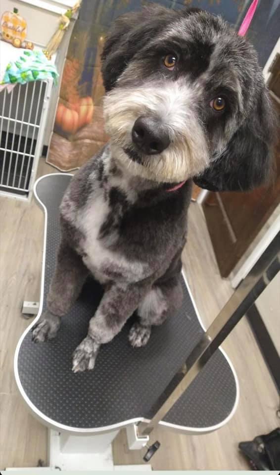 Doodle sitting on grooming table